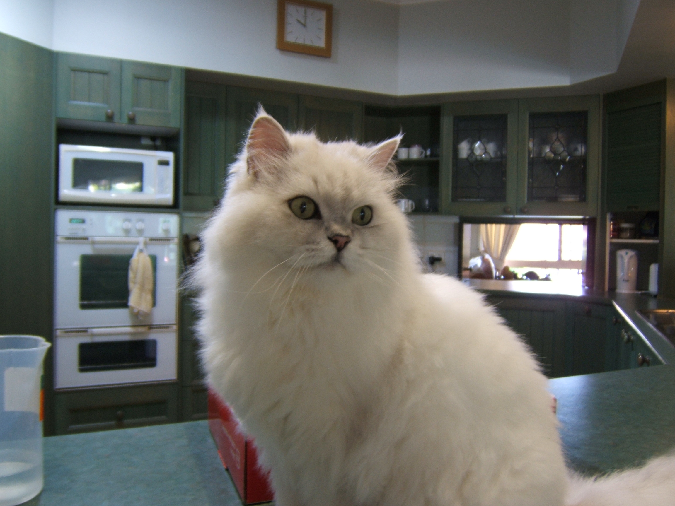 Our No.2 is ``BOB`` an 11 year old white Chinchilla and now our oldest