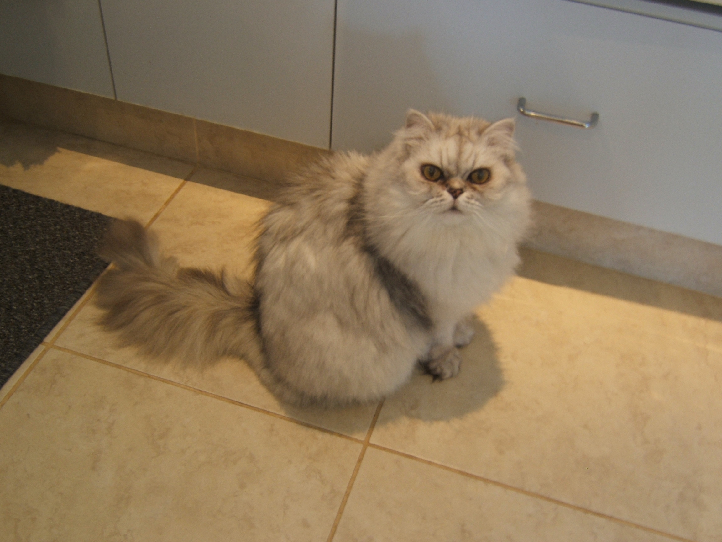 Our No.1 is “SAM” who lost his battle with ill health late last year
