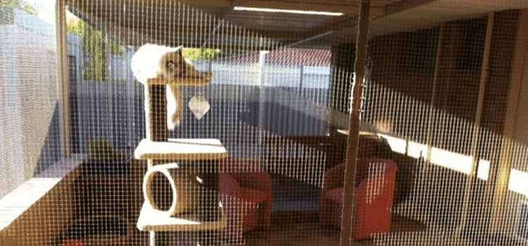 PATIO CAT ENCLOSURE