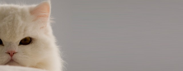 Keep Your Cat Safe Wherever you live in Australia, cat enclosures or cat runs are an excellent way to enable your cat to enjoy the outdoors while still being contained, during the day, and also at night.  If you enclose...