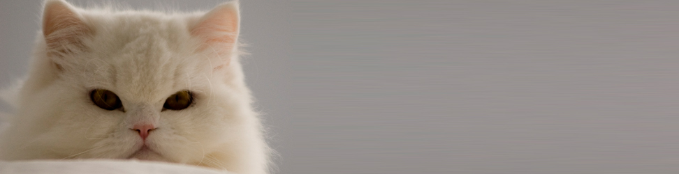 Keep Your Cat, Safe. Cat enclosures or cat runs are an excellent way to enable your cat to enjoy the outdoors while still being contained, during the day, and also...