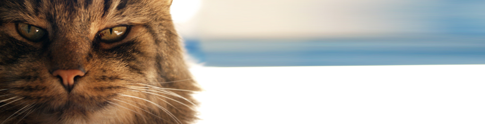 Information – Catsafe has compiled the following information for you. We’ll periodically add more articles and information here, so make sure you come back and have a look. Indoor vs...