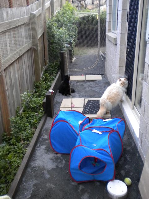 “A big thanks to Ken and Robyn from the native wildlife and our cats for such a wonderful product.  The cat enclosure keeps our feline friends safe while allowing them...