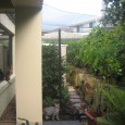 Amazingly, this magnificent cat enclosure is only stage one, and is such a success that an extension twice the size of the original now under construction. Watch this space for the...