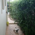 A big thankyou from us and of course wasabi, she is delighted with her new cat run, never seen her happier. We have passed the word around to friends and the local vet...