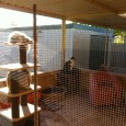 Toby and Dipsey’s new cat enclosure I have finally finished my cat enclosure! And attached a few pics of Toby and Dipsey enjoying their new found ‘freedom’! I have cc’d my parents in this email as I wanted to say a huge thank you to all...