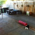 Oska’s new cat run As you can see from the two photos Oska loves his new world, there is so much room and so many new adventures to have each day. The enclosure is great everyone comments on it and how transparent it is...
