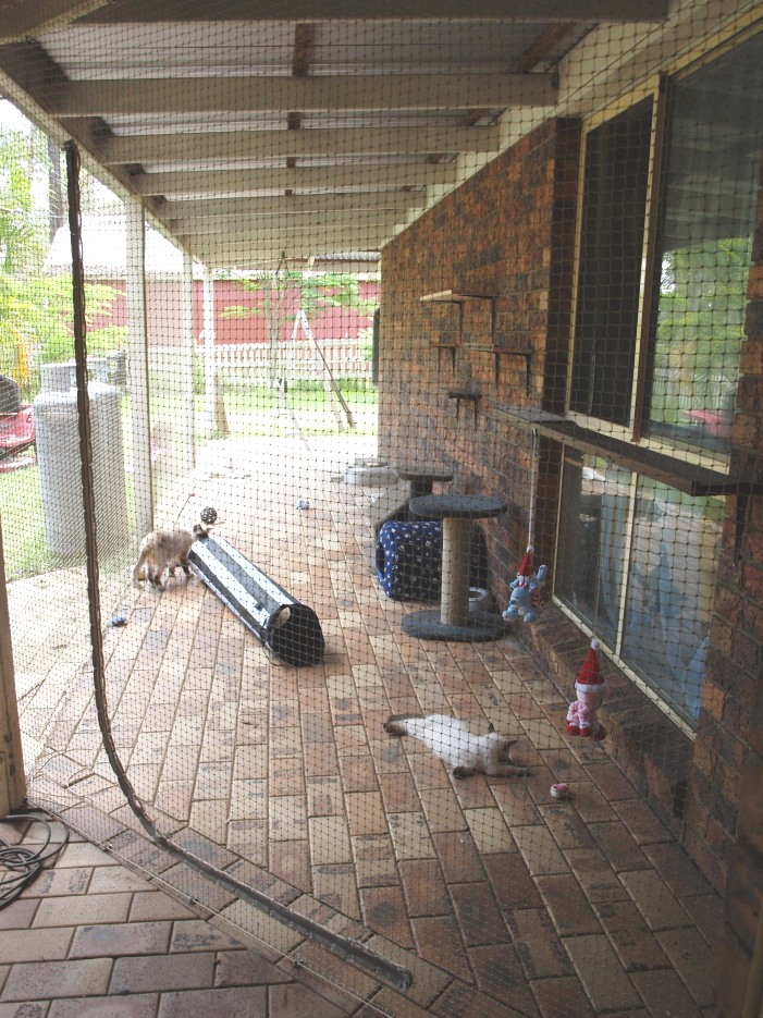 Verandah cat runs 5