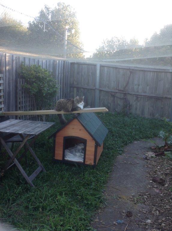 Catsafe Cat Enclosure
